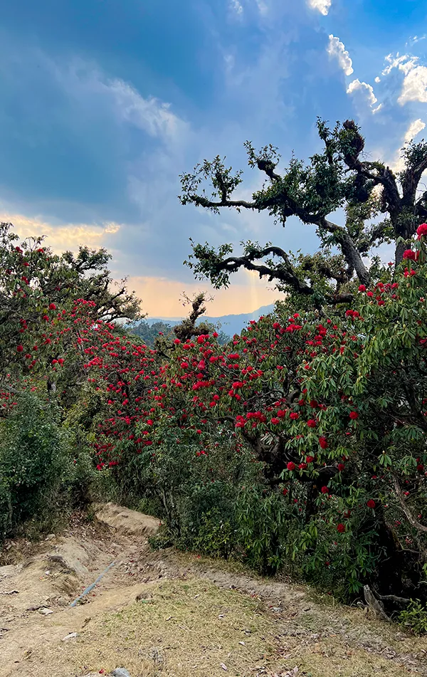 Chopta Chandrashila 3 Day Trek